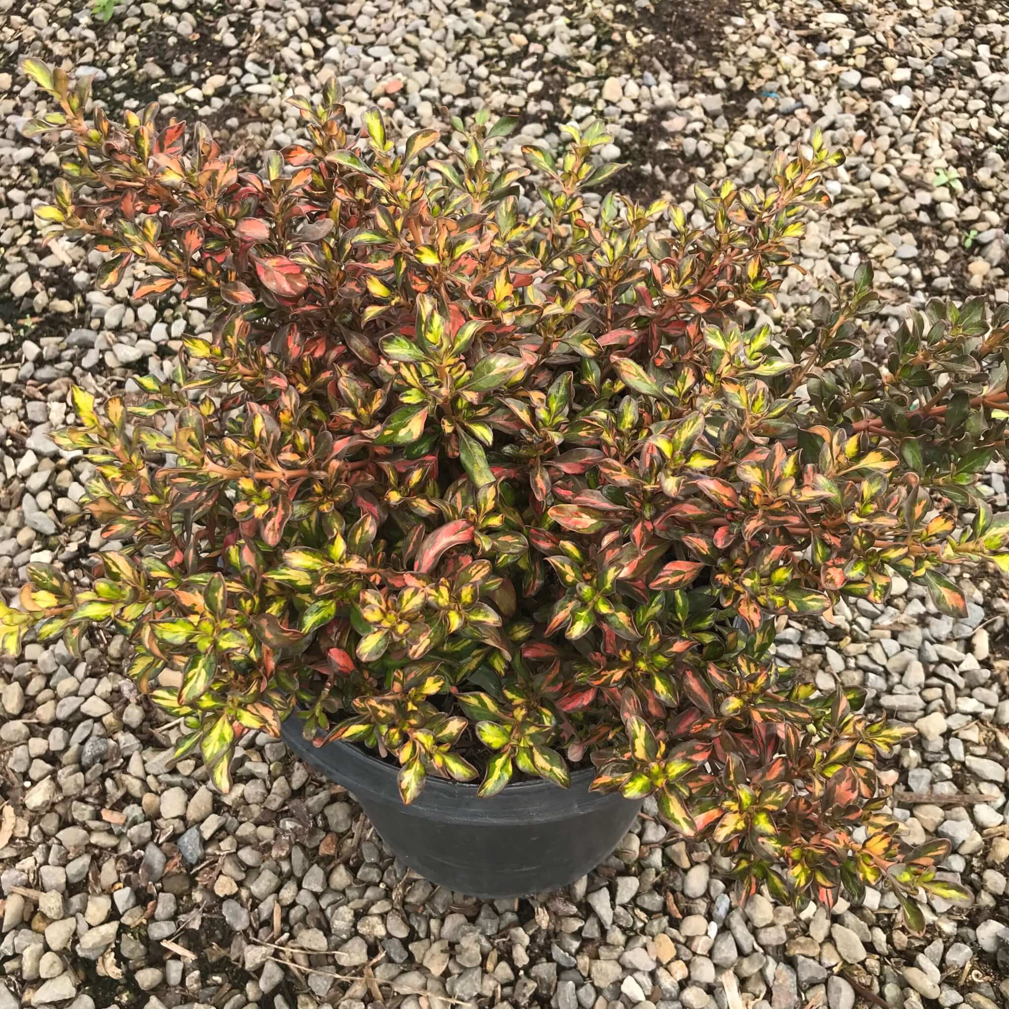 Coprosma Evening Glow Plant Feature Western Star Nurseries
