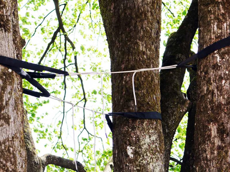 Cable Bracing Western States Arboriculture