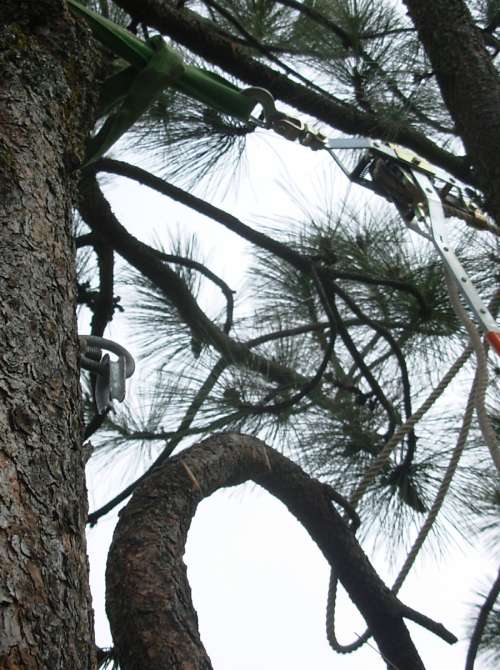 Cable Bracing Western States Arboriculture