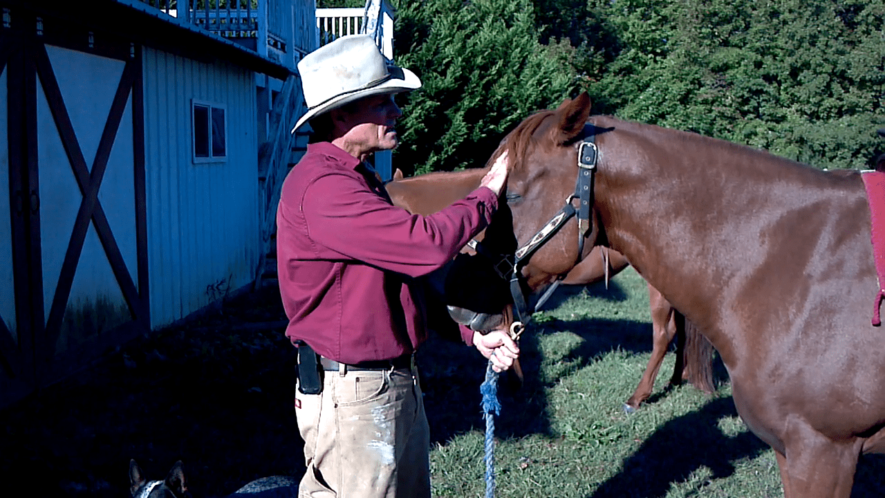 How to cure a headshy horse Western Trail Rider