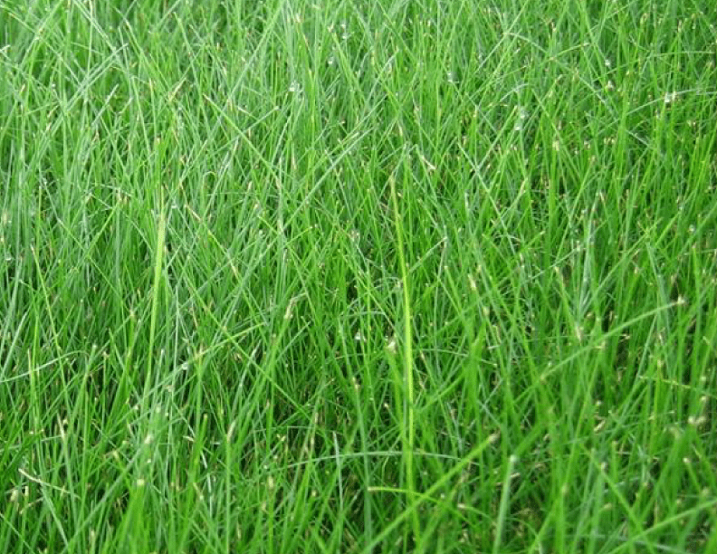 Fine Fescue Grass Seed Canada at Lance Cole blog