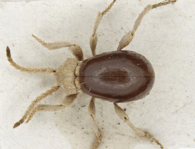 Spider Beetles westchester New York