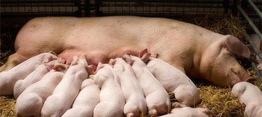 How to Feed a Pig: Basic Swine Nutrition | West Feeds, Inc.