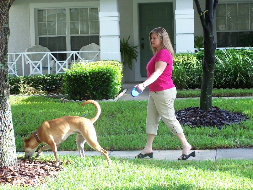 WestFetch Tampa Dog Boarding, Day Care, Training & Walks