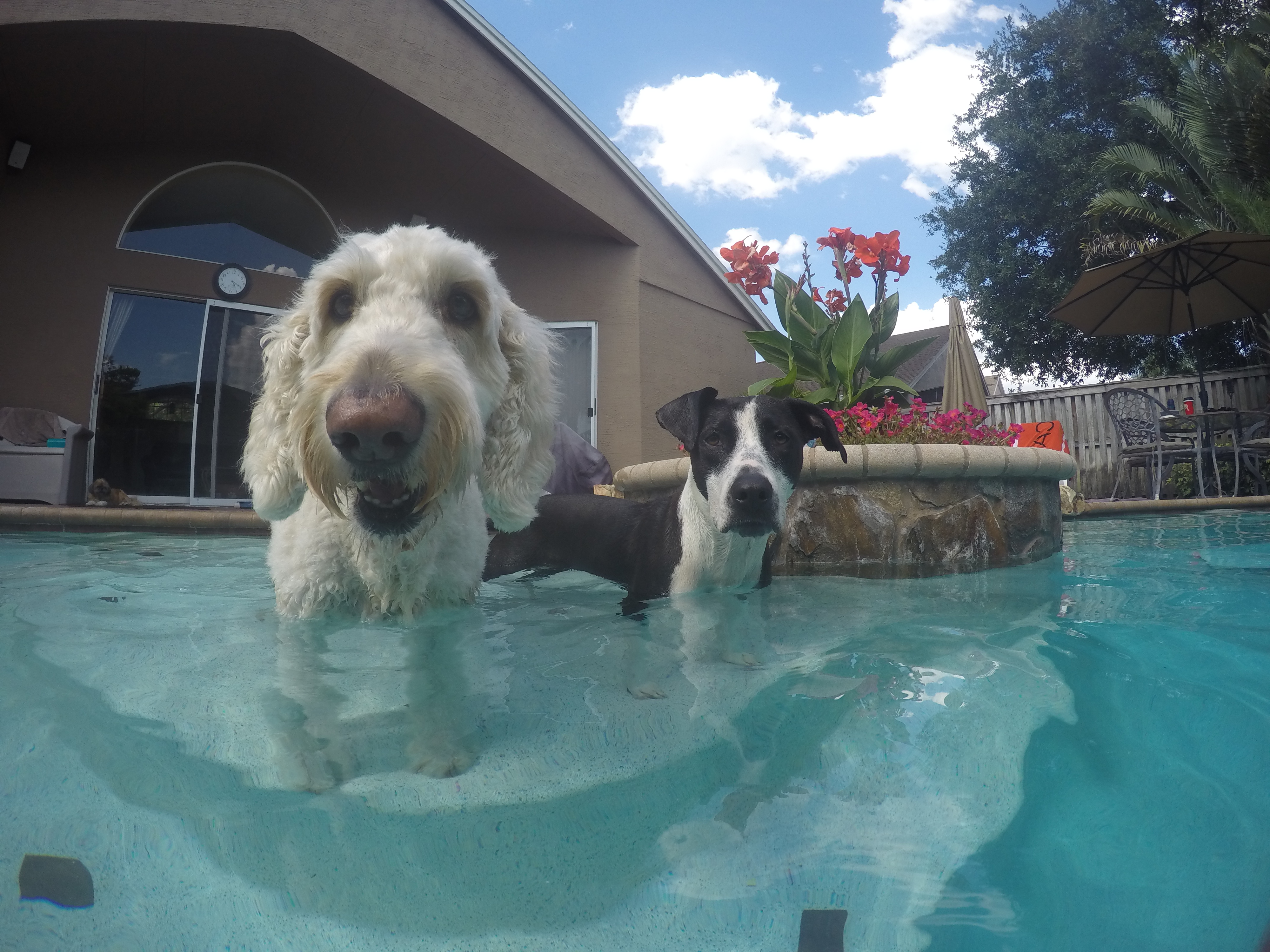 Dogs Drinking from Pools Is It Safe? WestFetch