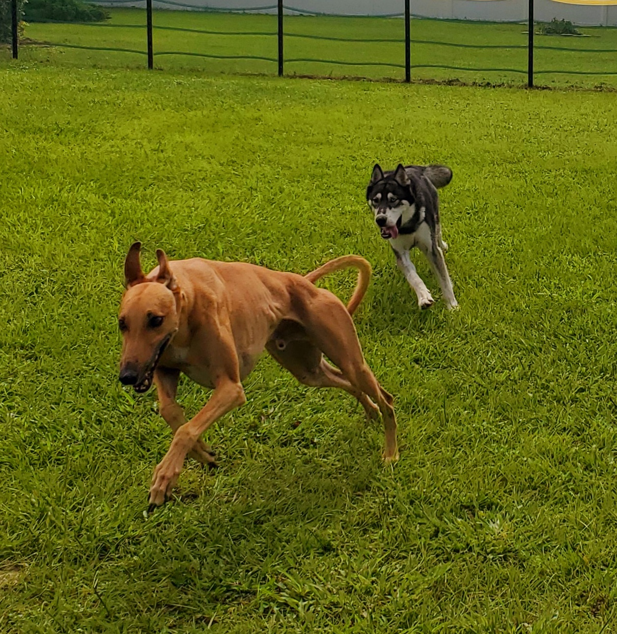 WestFetch Tampa Dog Boarding, Day Care & Dog Walking
