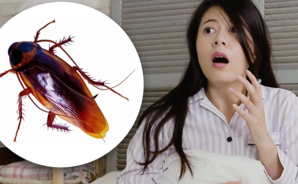 Westfort Pest Control Guelph