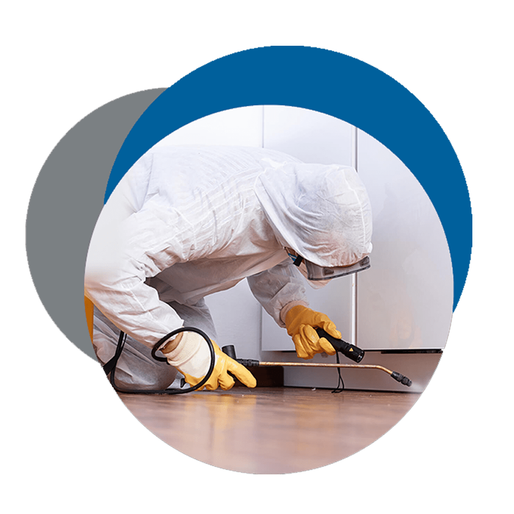 Pest Control in Melbourne Melton Point Cook WestGate Pest Control
