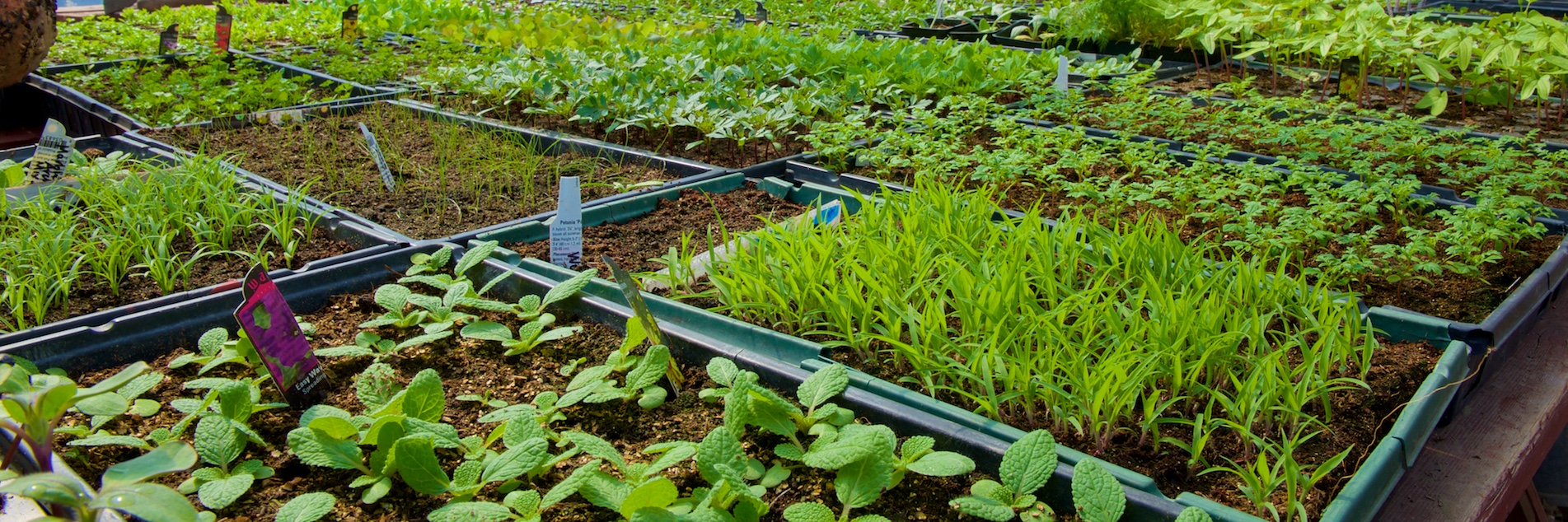 Westham Island Herb Farm Westham Island Herb Farm