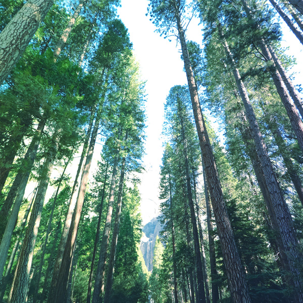 Honesty, Integrity & Quality Services WestHarbor Growth Parnters