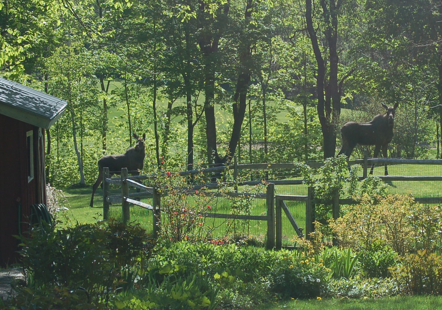 Moose Crossing Vermont Bed and Breakfast West Hill House