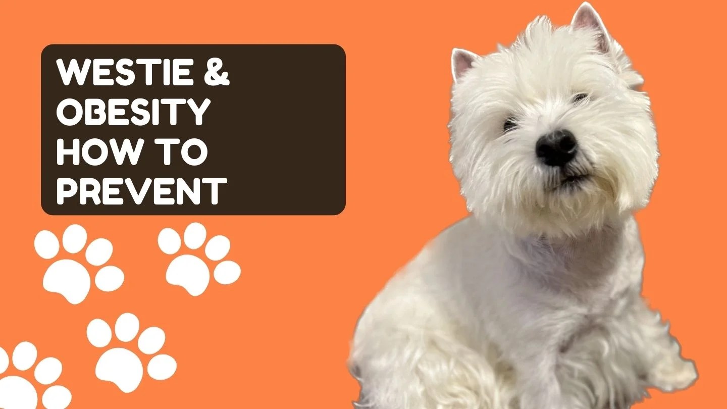 Westie Dogs Managing Obesity for a Healthy Life