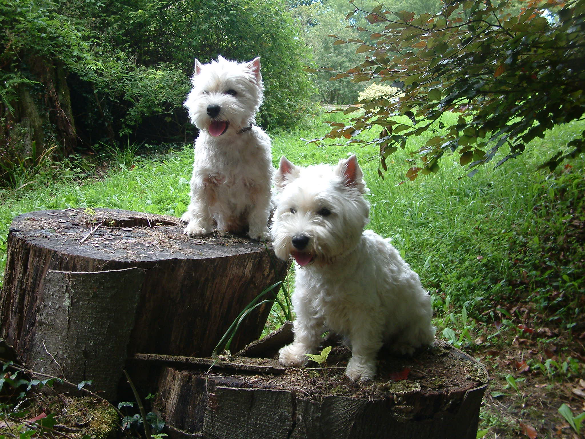 Dogs Gallery UK Westie ReHoming