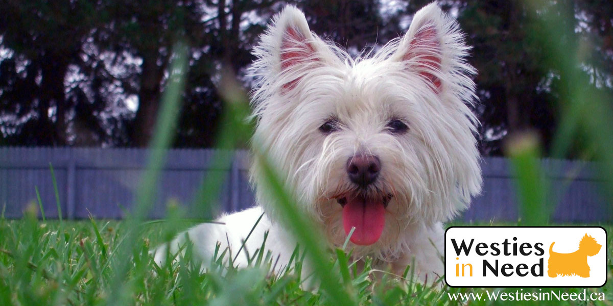 Westies in Need Canada West Highland Terrier Dog Rescue & Adoption Organization