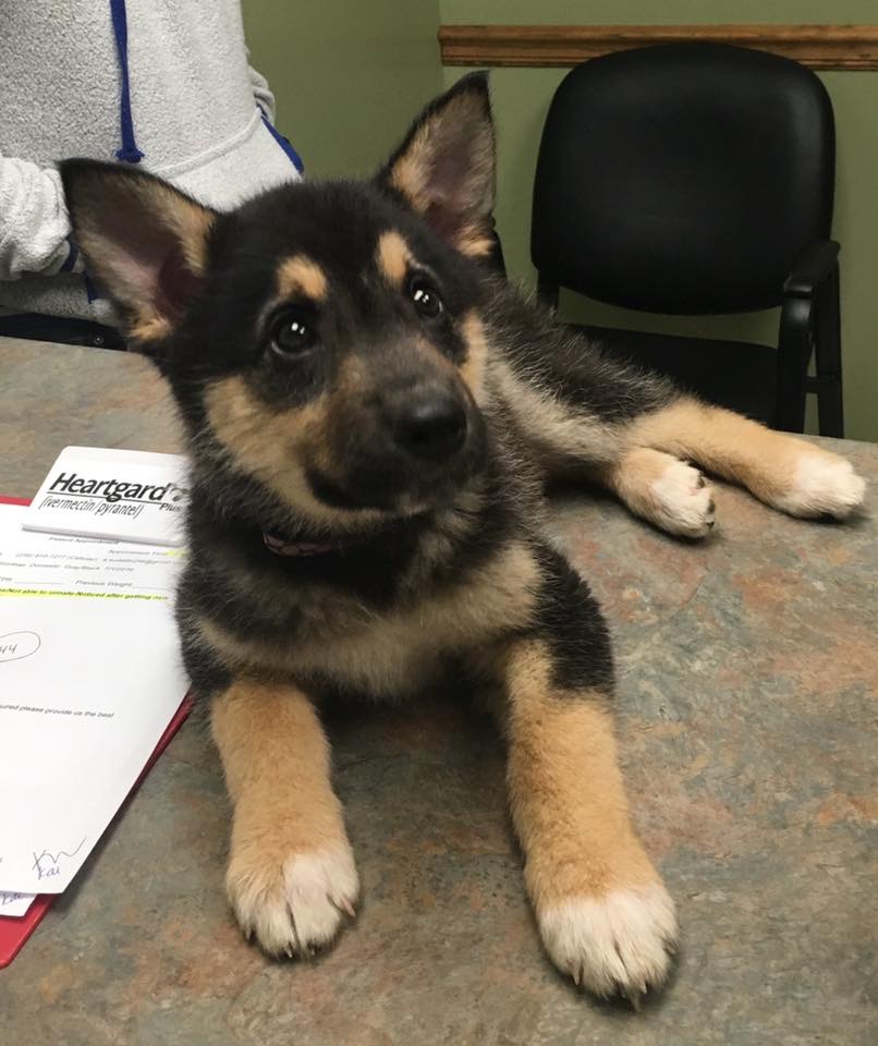 Veterinary Walk Ins in Florence, AL West Lauderdale Veterinary Hospital