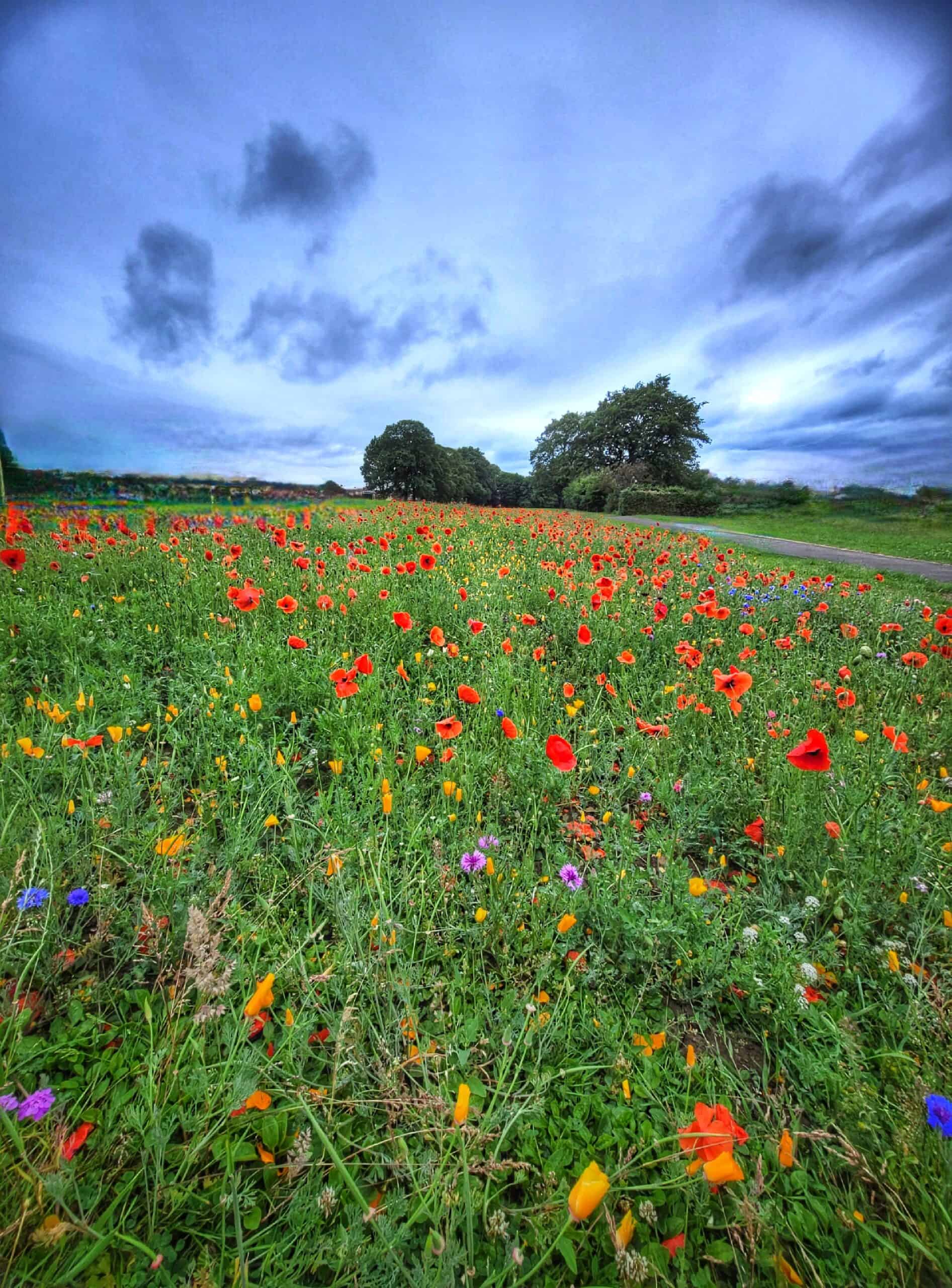 In photos Bramley Park flowers triumph in sun and rain West Leeds