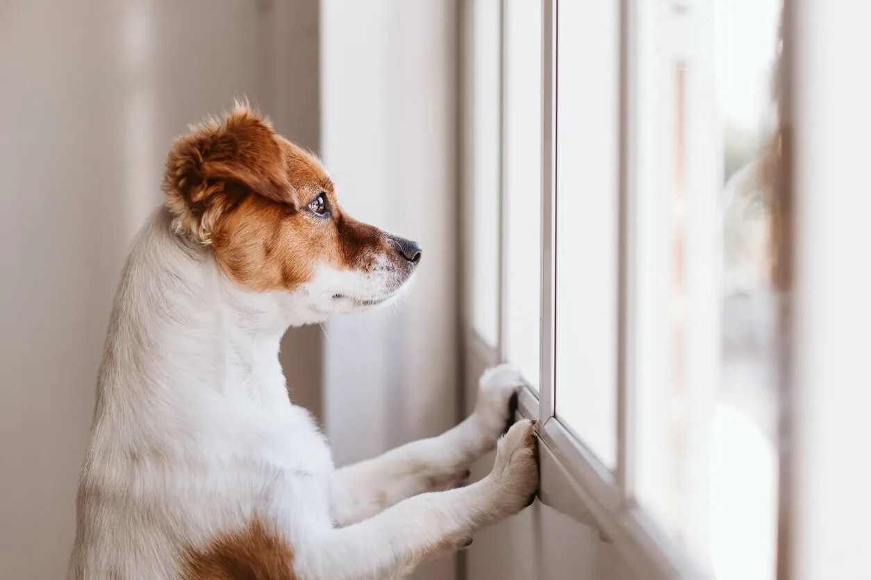Separation Anxiety & Pets What You Need to Know in Chicago, IL West