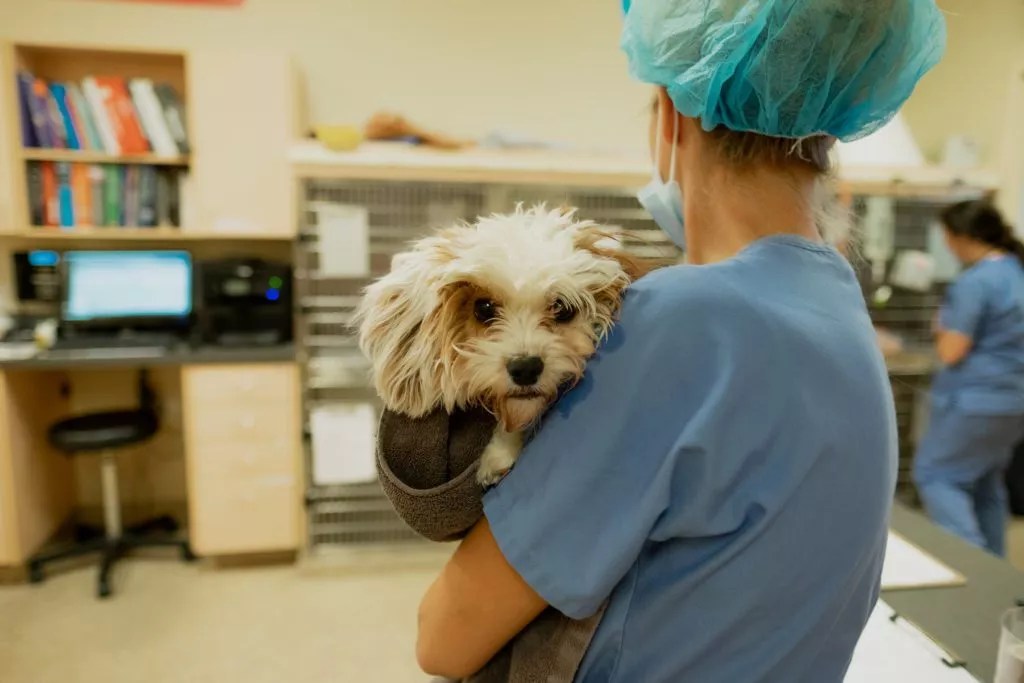 Emergency Veterinary Care in Chicago West Loop Veterinary Care