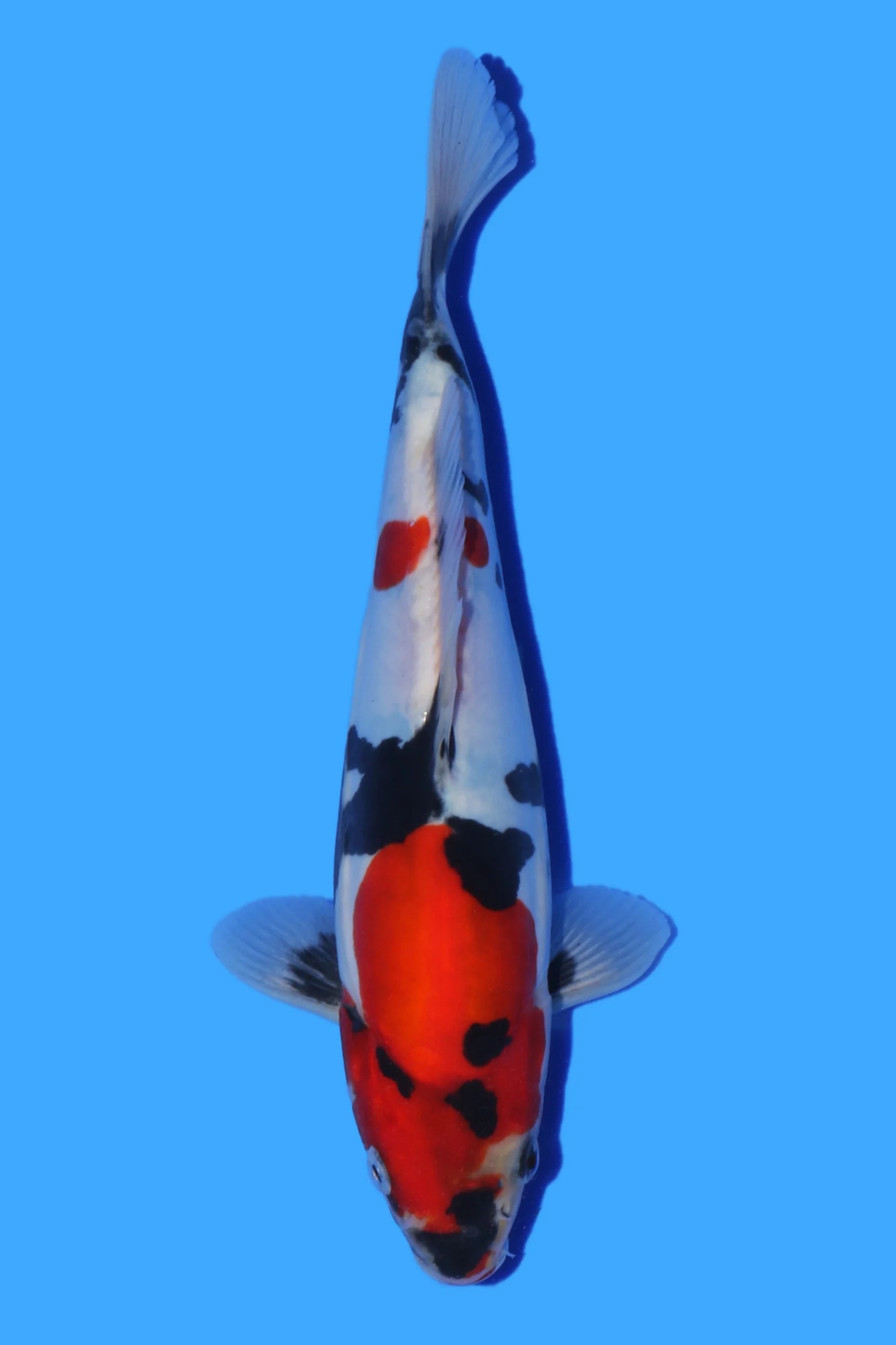 Koi for Sale West Midlands Koi