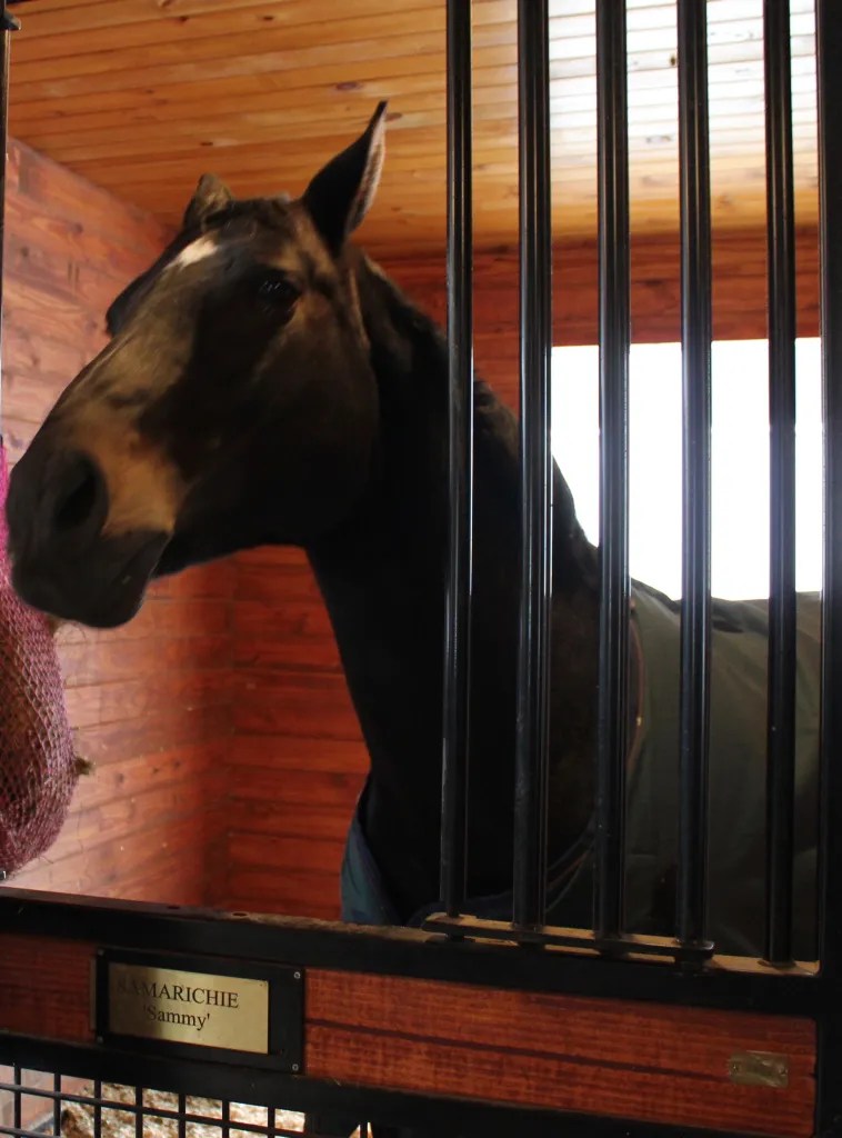 Iron Horse Dressage A Whole New World Weston Owl