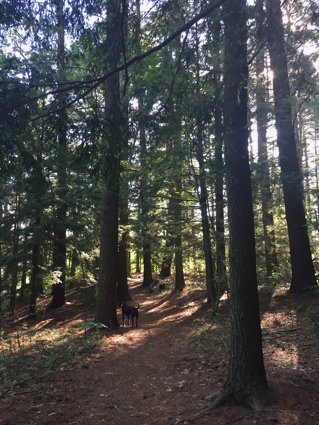 Stewardship Saturday March 18 Chestnut Street Conservation Land