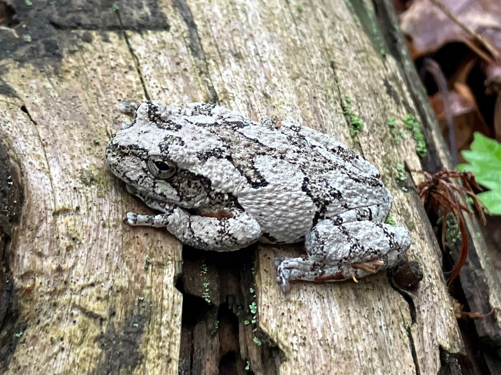 Wild About Weston Gray Tree Frogs and Sunday Woods Weston Owl