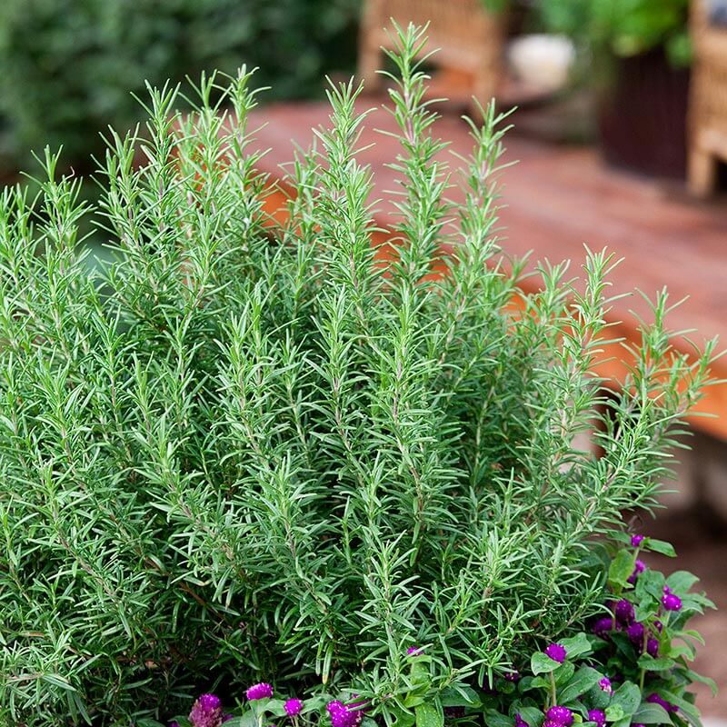Rosemary Herb Weston seed