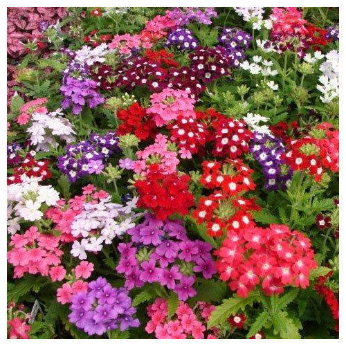 Verbena Grandiflora Mix Weston seed