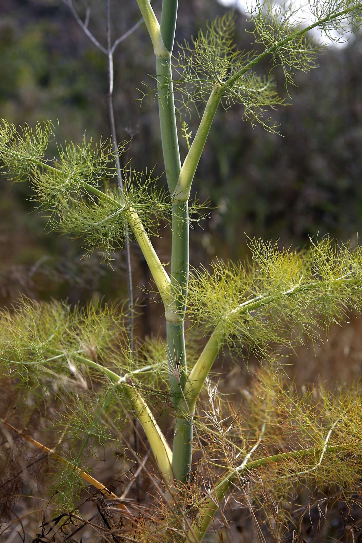 Wild Fennel Finocchio Selvatico Herb Weston seed