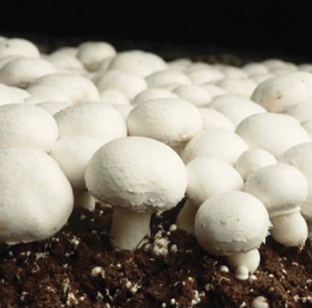 Button Mushroom Mycelium Weston seed
