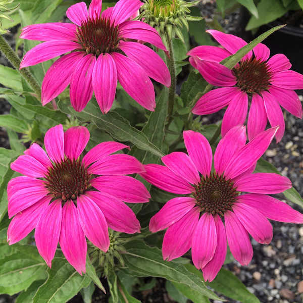 Top Drought Resistant Plants — Weston Wholesale