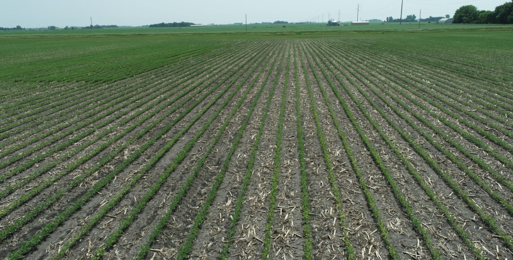 Auction Of 79.35+/ Acres, Nobles County, MN Farmland August