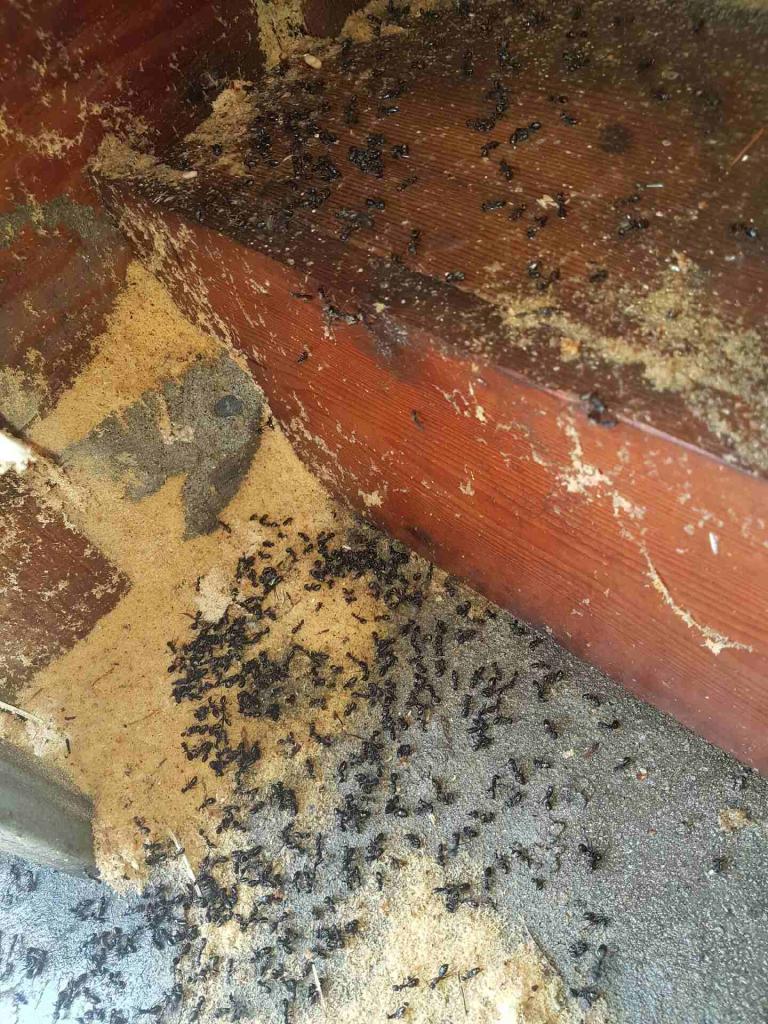 Carpenter Ant Control Vancouver BC Westside Pest Control