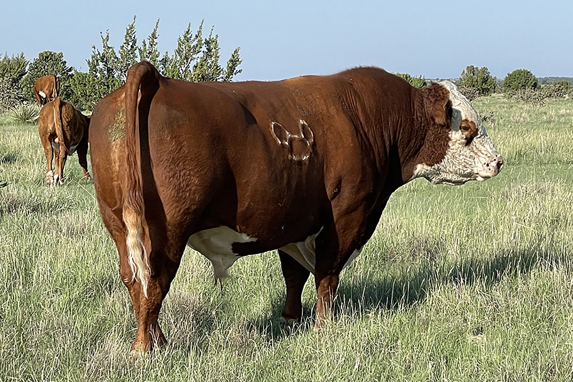 OUR CATTLE West Star Herefords