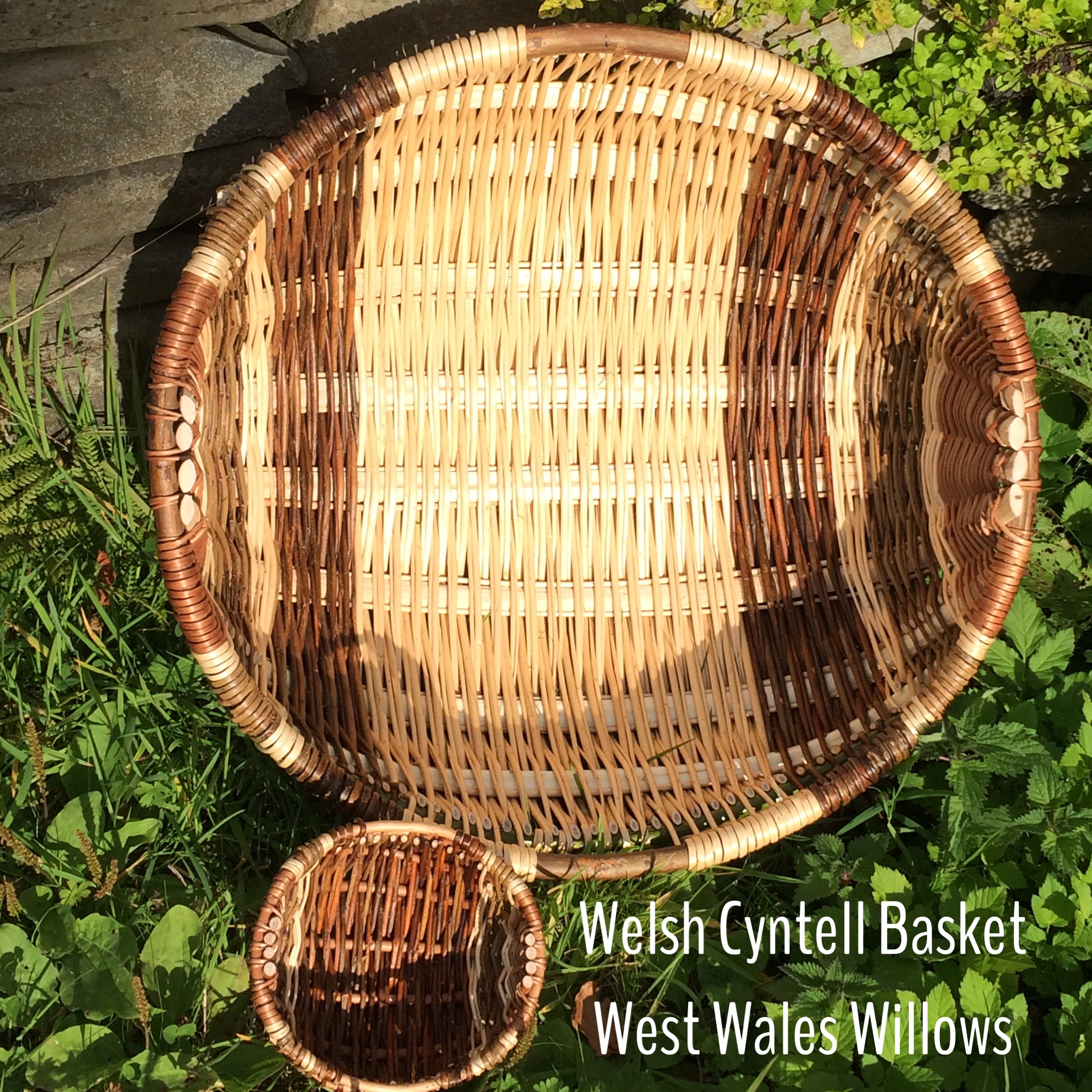 Living Willow Dome Kit 3m diameter x 6′ high West Wales Willows