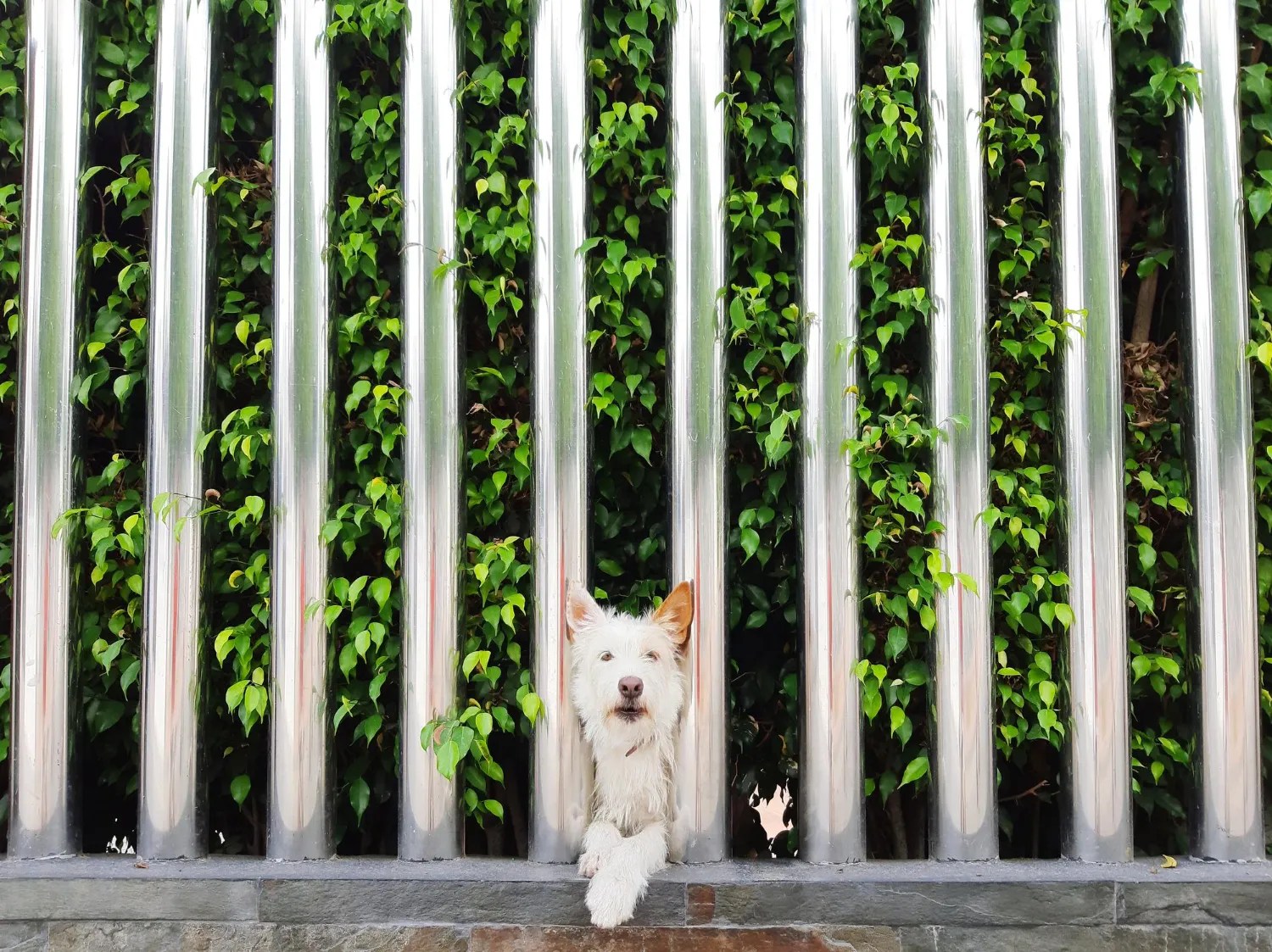 What To Consider When Choosing PetFriendly Fencing? West Wholesale