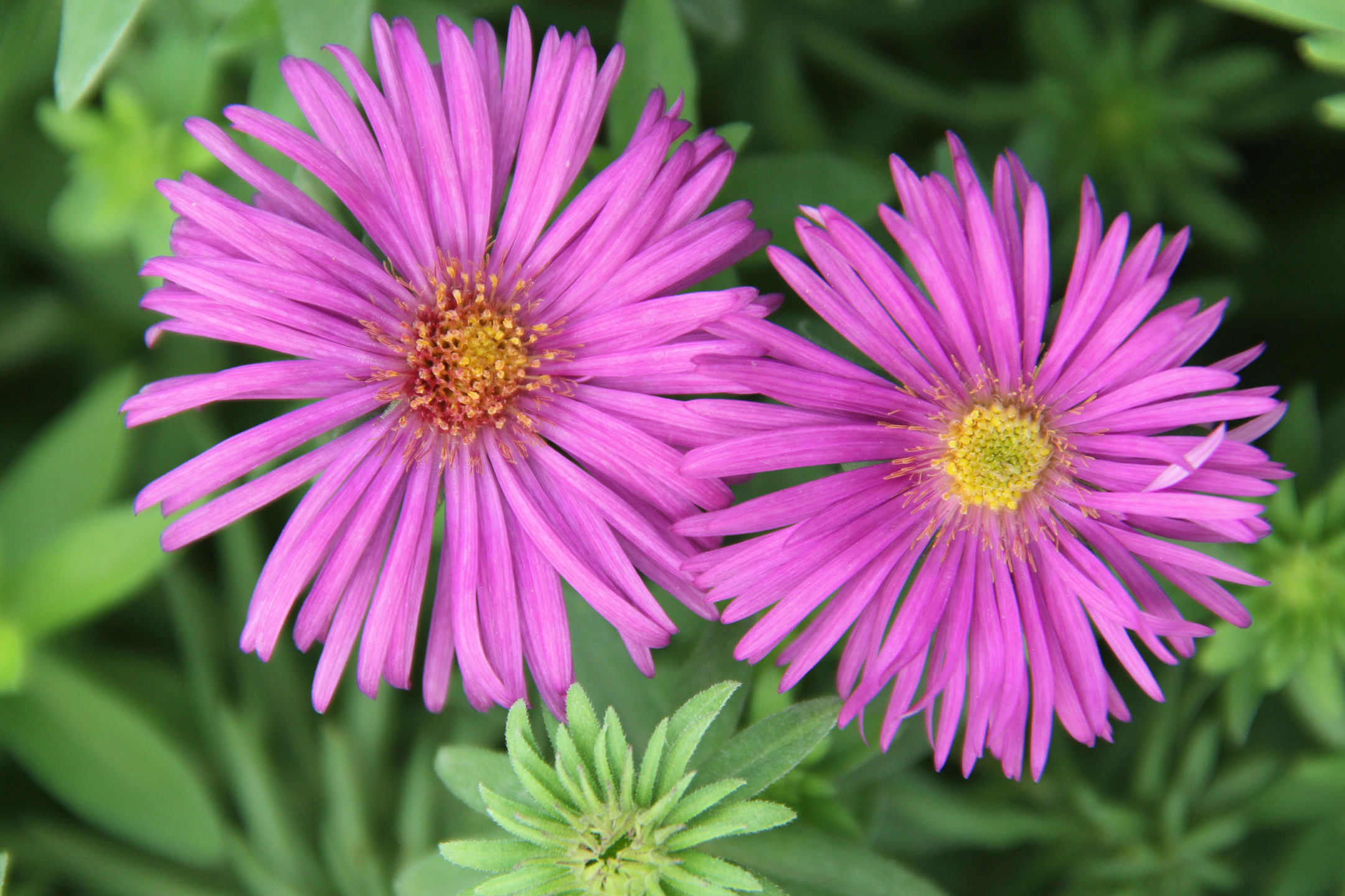 Plants We Love Asters West Winds Nursery