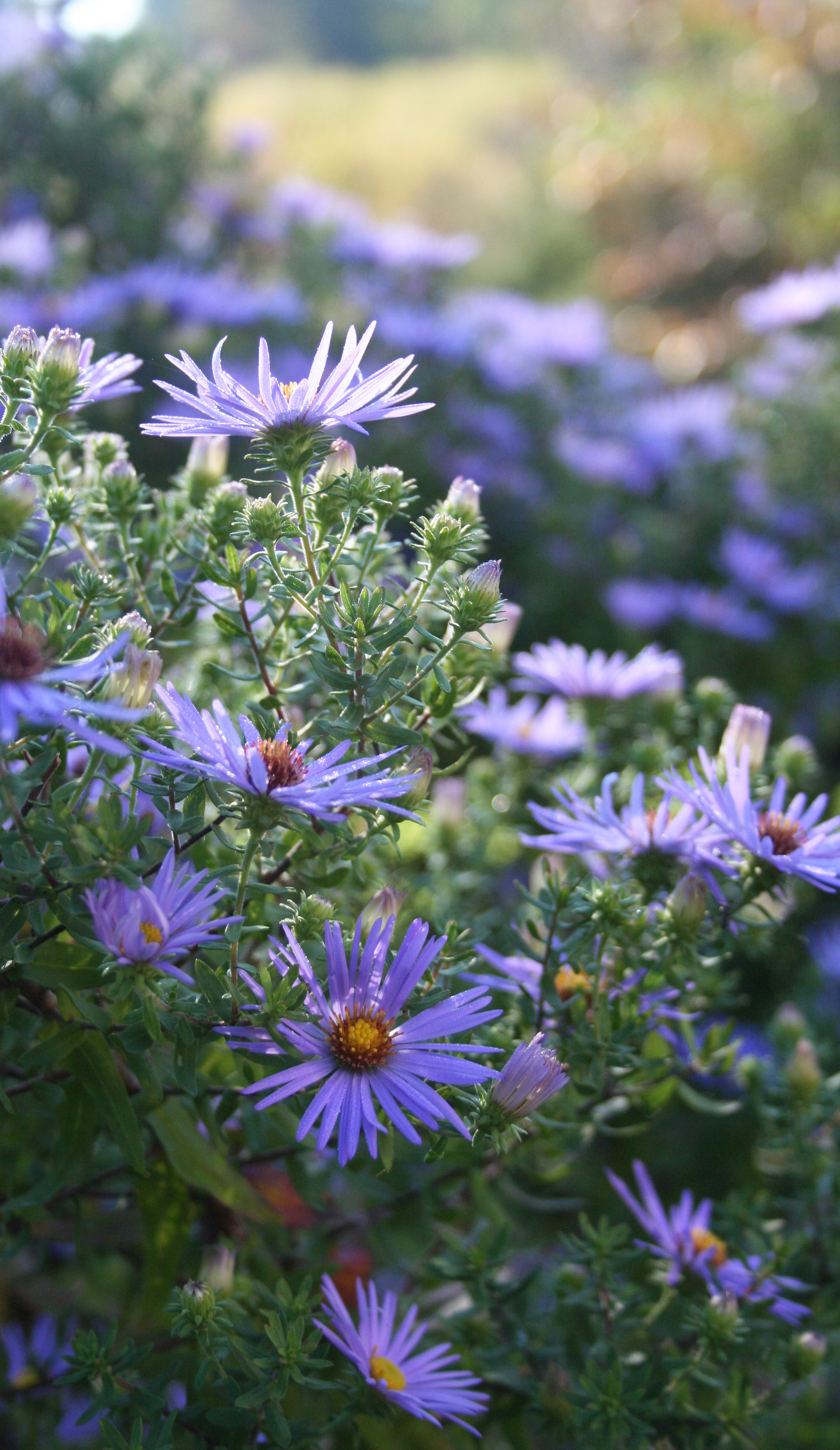 Plants We Love Asters West Winds Nursery