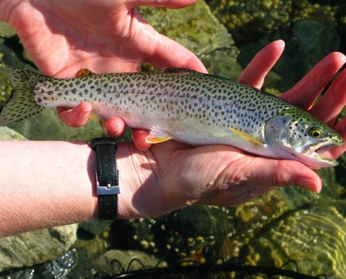 Fly Fishing for Trout in the UK
