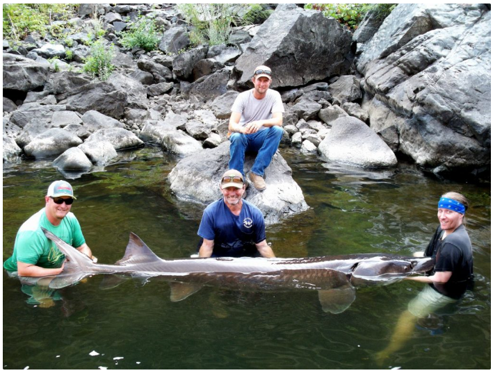 WFS 336 Fly Fishing Idaho with Ed Anderson McCall Angler, Smallmouth Bass, Fish Art Wet