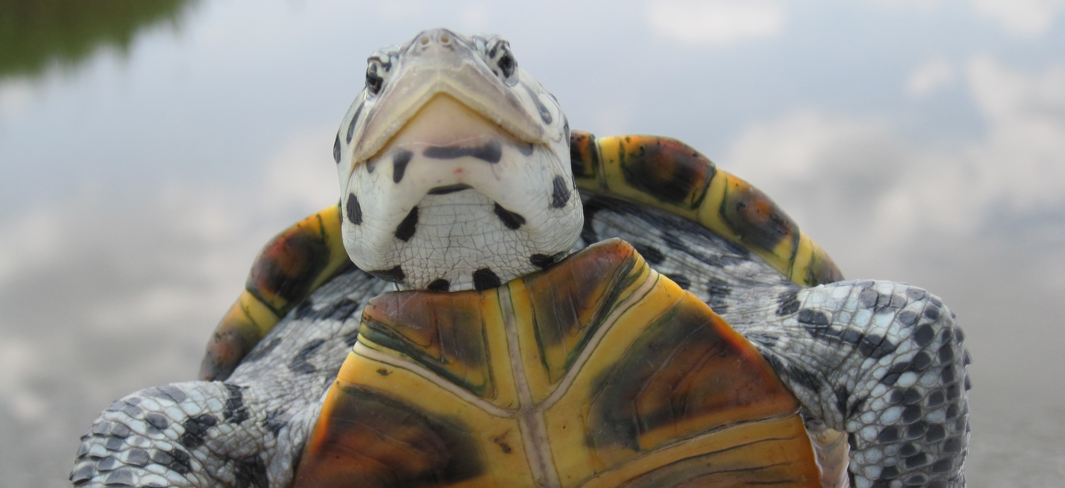 They're a 'middle ground' between a tortoise and a turtle, as they will spend about half of their time on land and half in the water. Bill To Reclassify Terrapins As Non Game Species