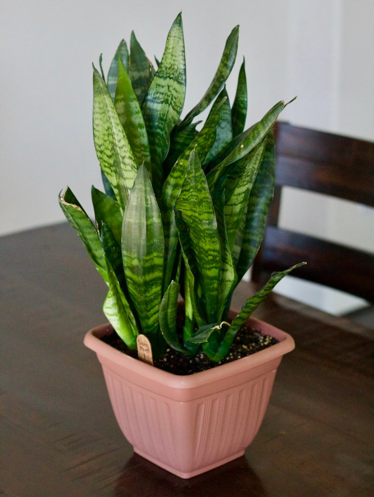 Snake Plant (Sansevieria) Wet My Plants