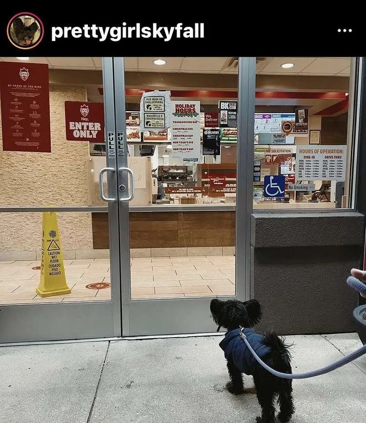 DogFriendly Chicago What it's Like Having a Dog in Chicago Wet Nose