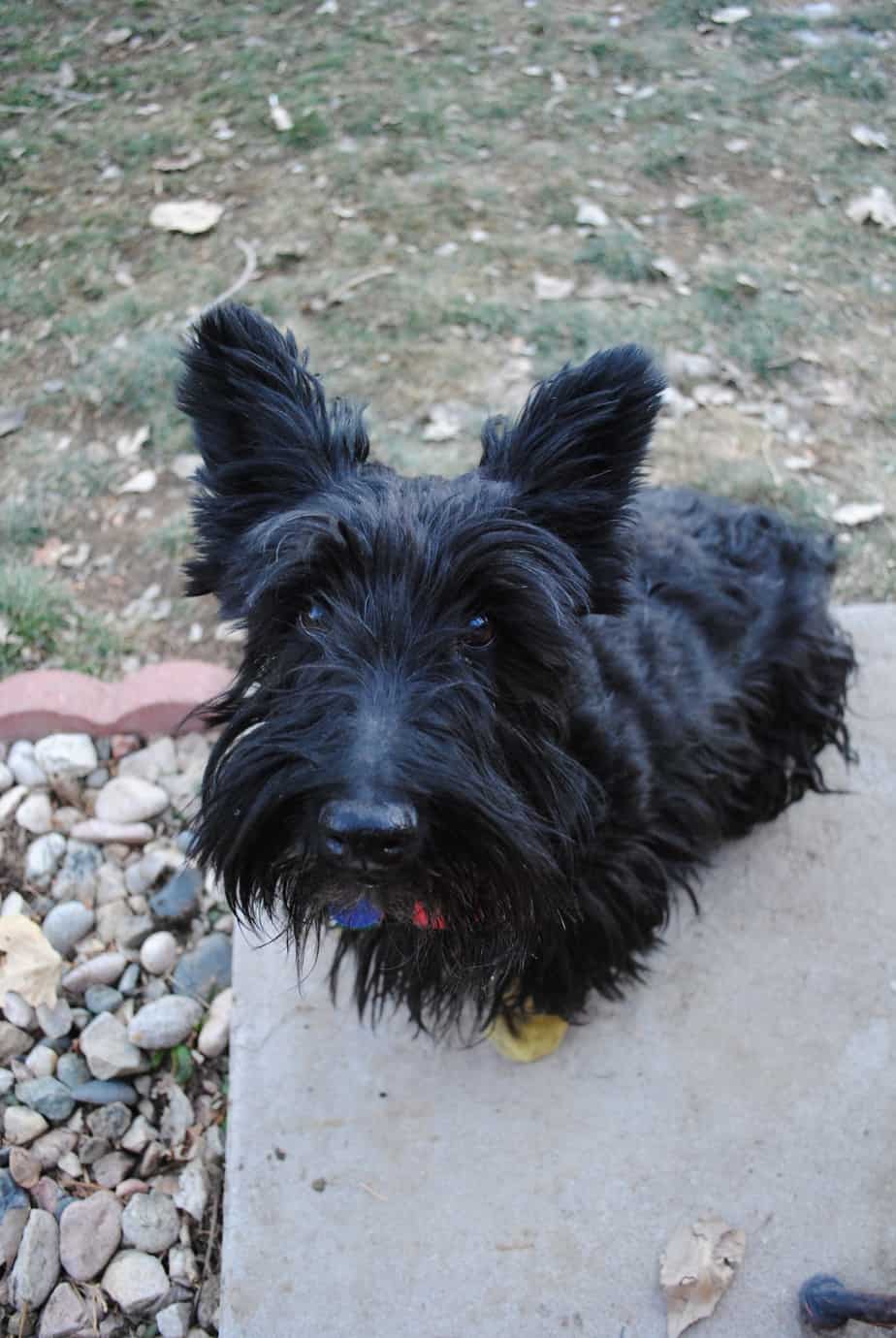 How Much Does it Cost to Use a SelfService Dog Wash? Wet Noses Pet