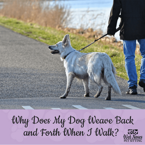 Why Does My Dog Weave Back and Forth When I Walk? Wet Noses Pet Sitters