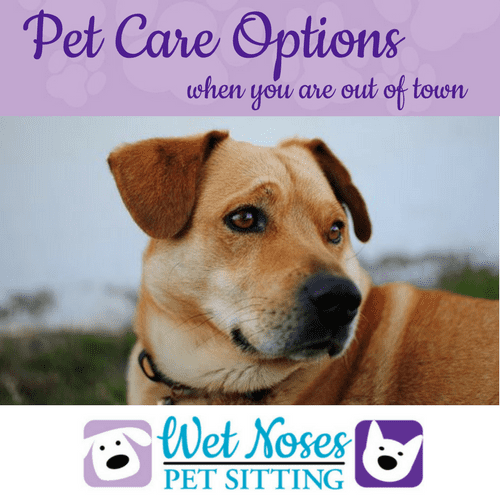 Pet Care Options(1) Wet Noses Pet Sitting