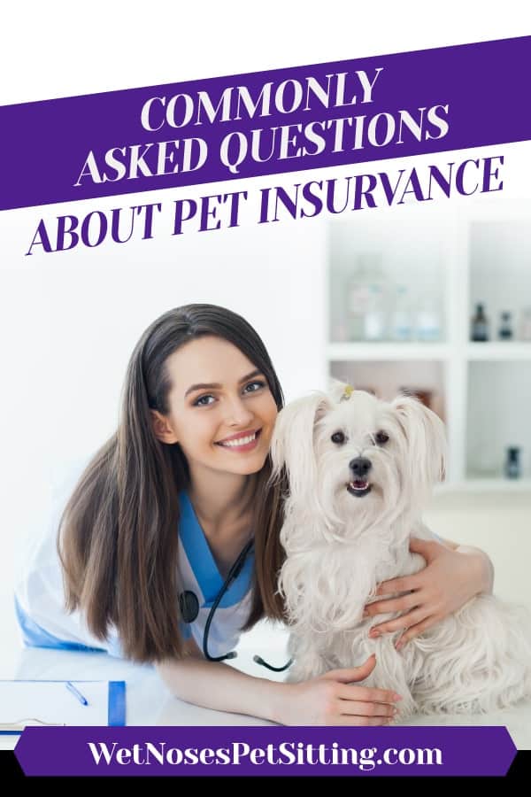Commonly Asked Questions About Pet Insurance Wet Noses Pet Sitting