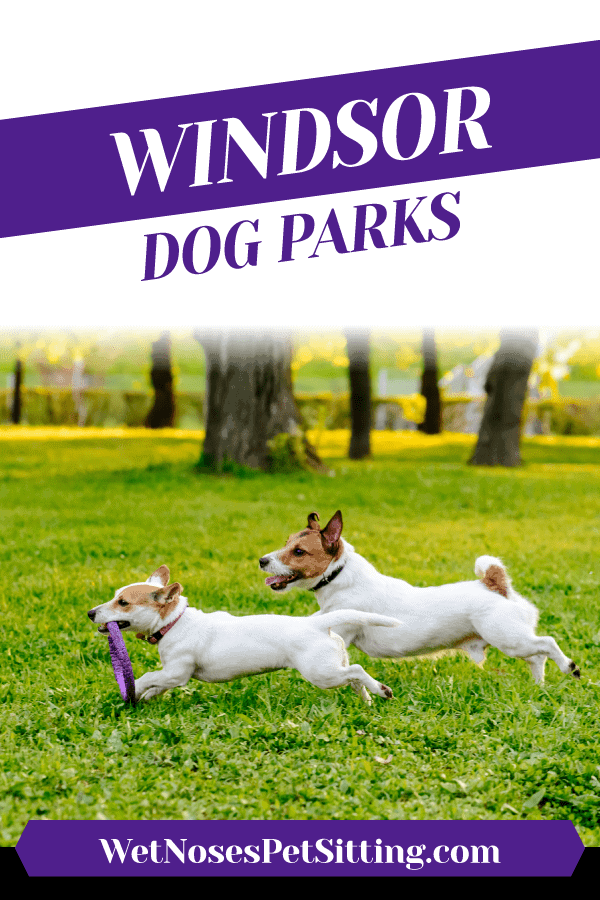Windsor Dog Parks Wet Noses Pet Sitting