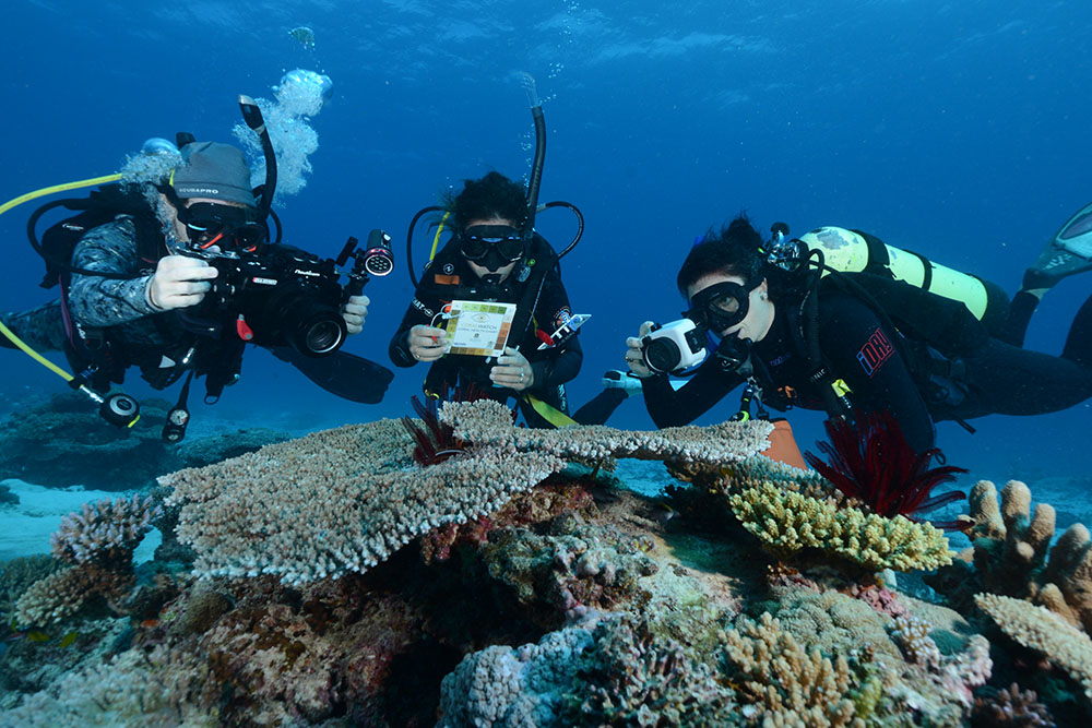 Plunge Into Citizen Science From Your Own Loungeroom! Wet Tropics