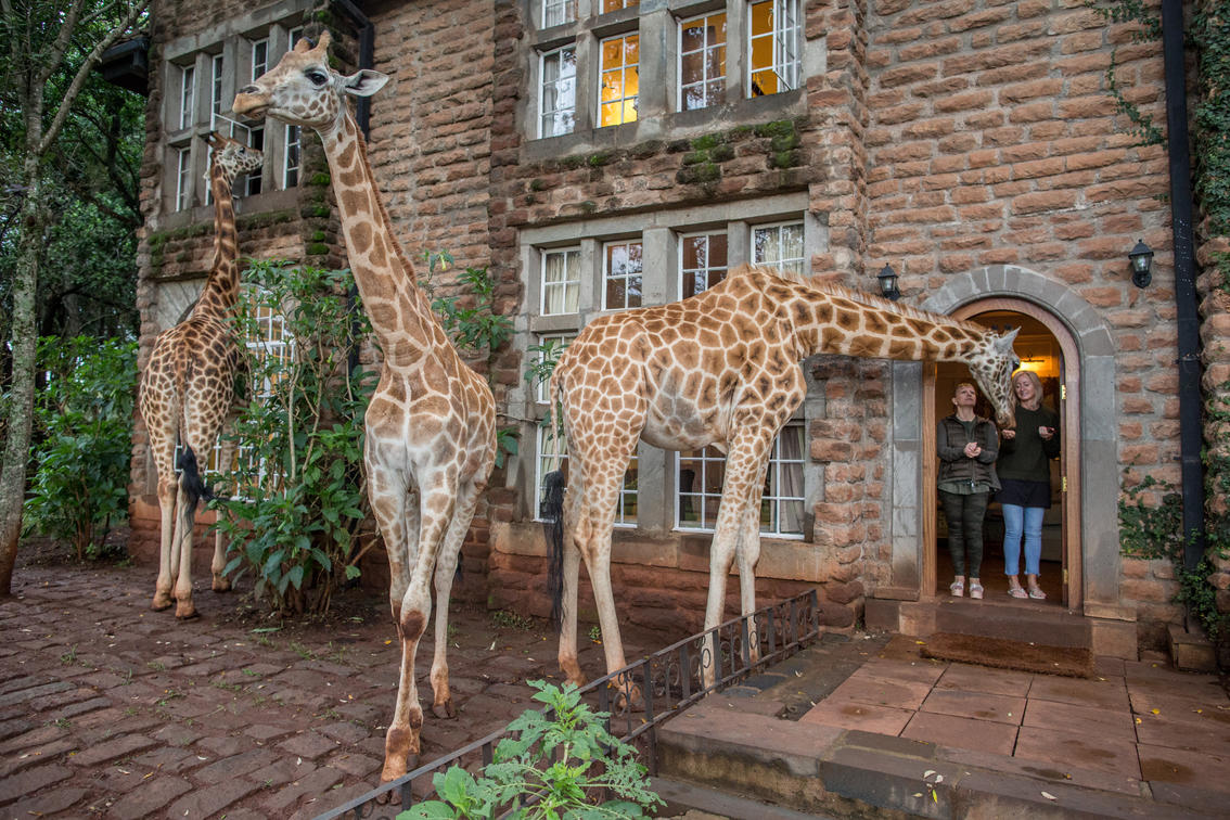 Giraffe Manor Gallery